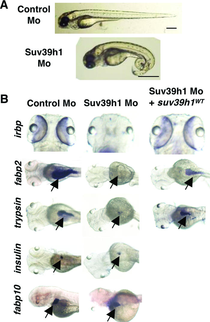 FIG. 6.