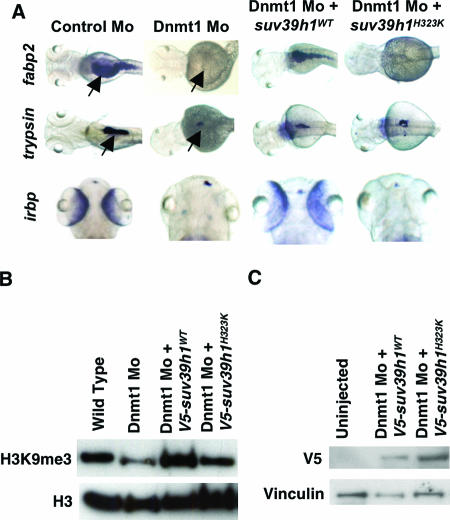 FIG. 7.