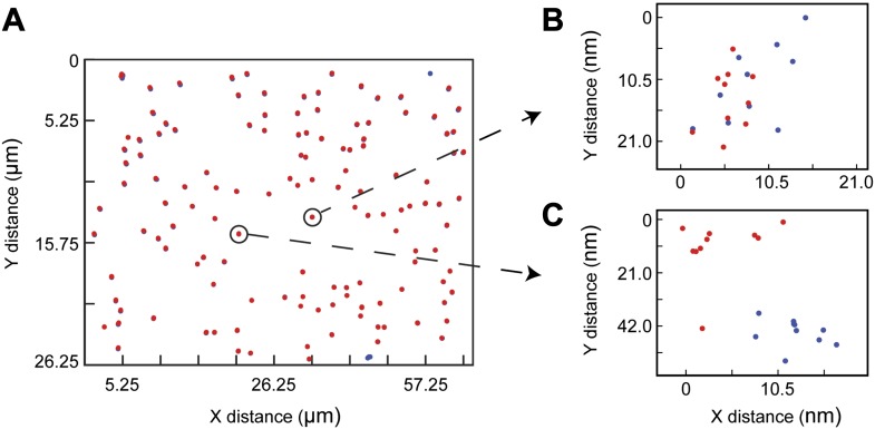 Figure 4—figure supplement 1.