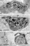 Fig. 6