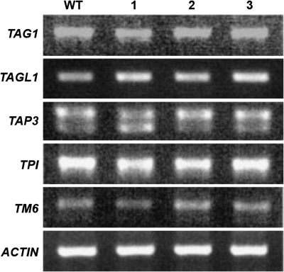 Fig. 10.