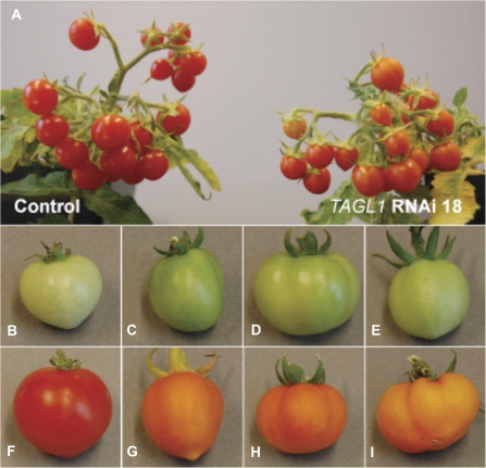 Fig. 6.