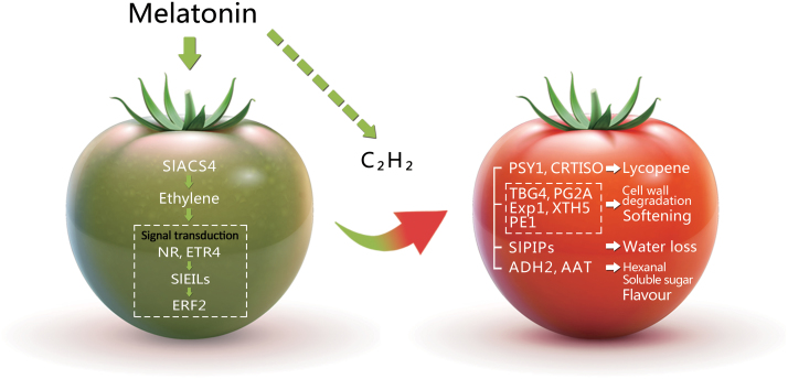 Fig. 7.