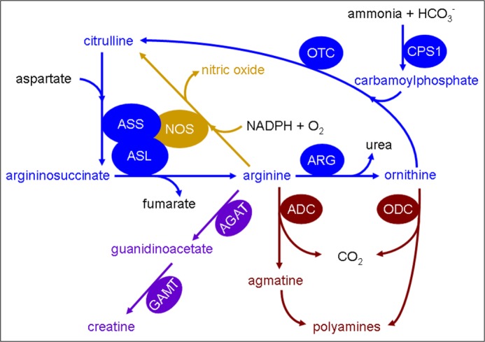 FIGURE 1.