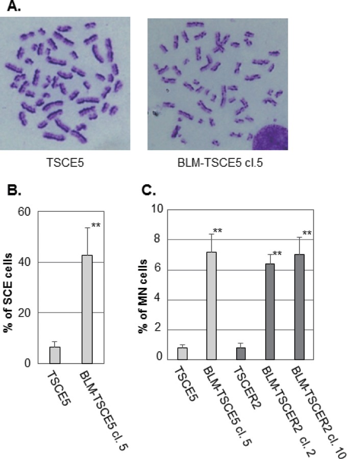 FIG 2