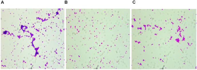 FIGURE 2