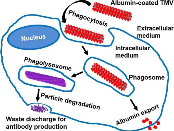 Figure 4: