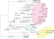 F<sc>ig</sc>. 6.—