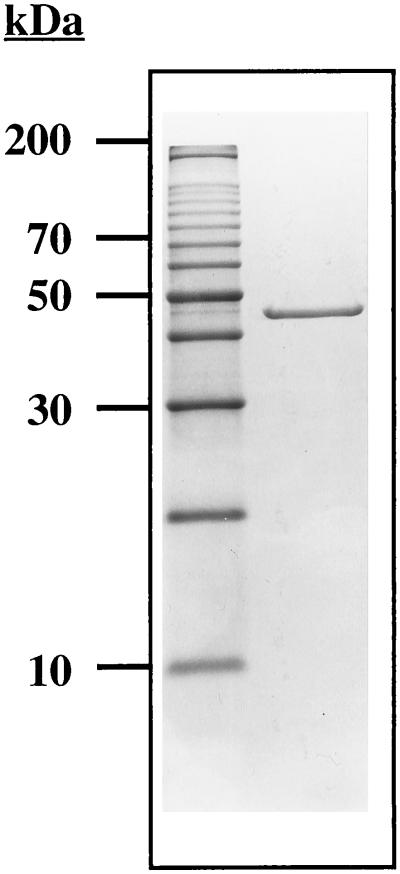 FIG. 1