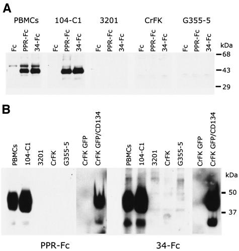 FIG. 3.