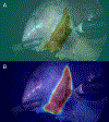 Figure 2: