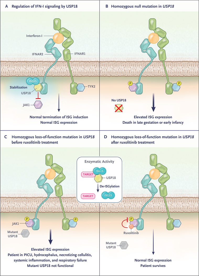 Figure 1 (facing page).