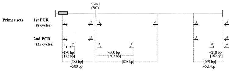 FIG. 1