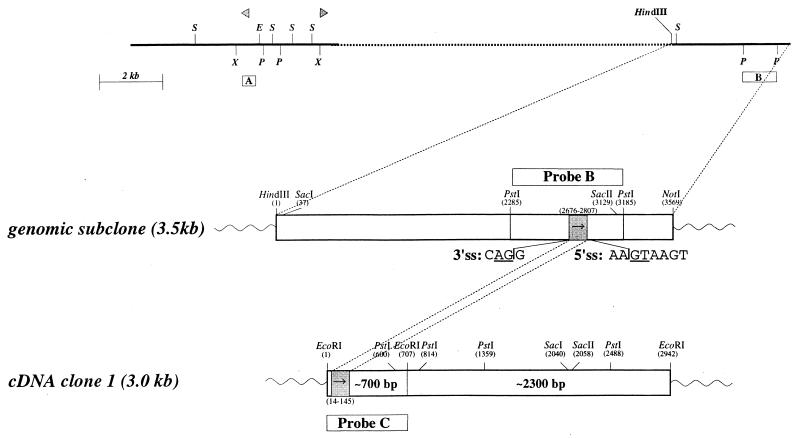 FIG. 5