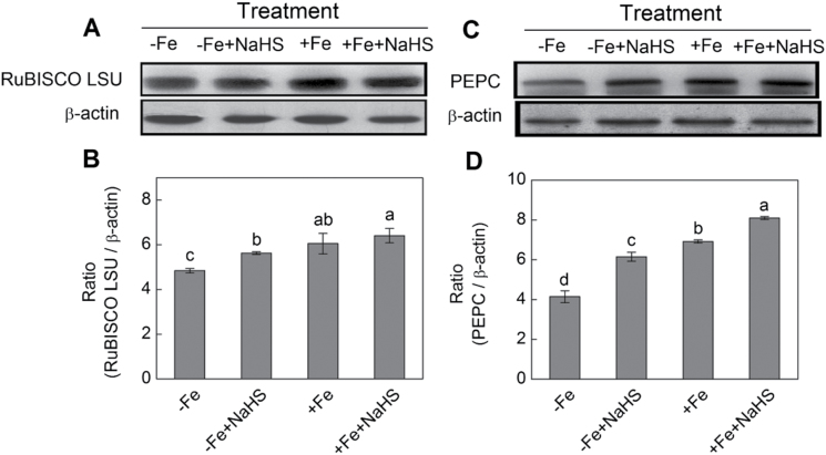 Fig. 10.