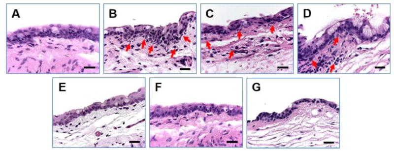 Fig. 12