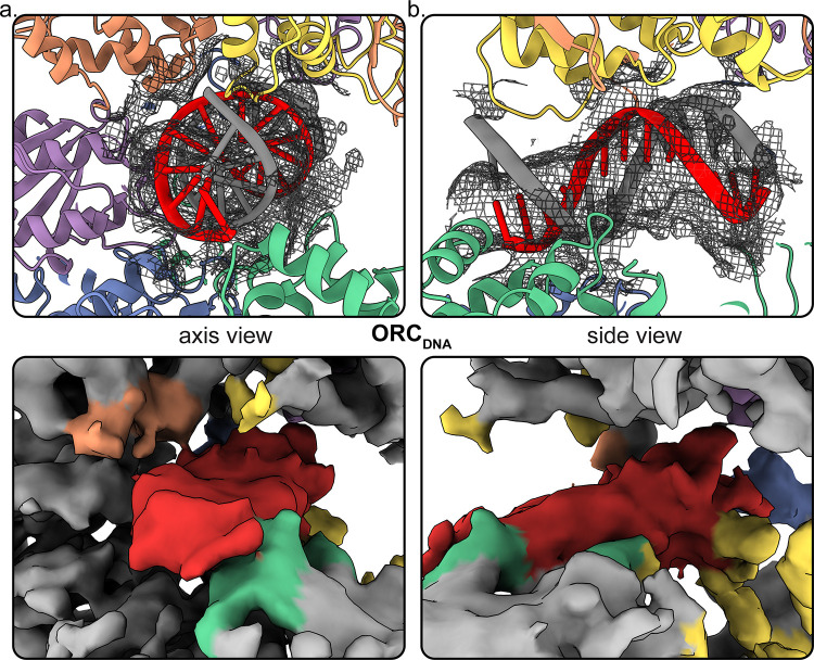 Figure 4—figure supplement 1.