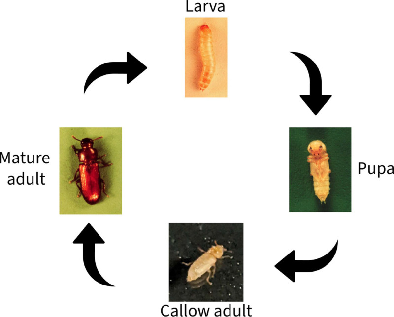 Fig. 1.