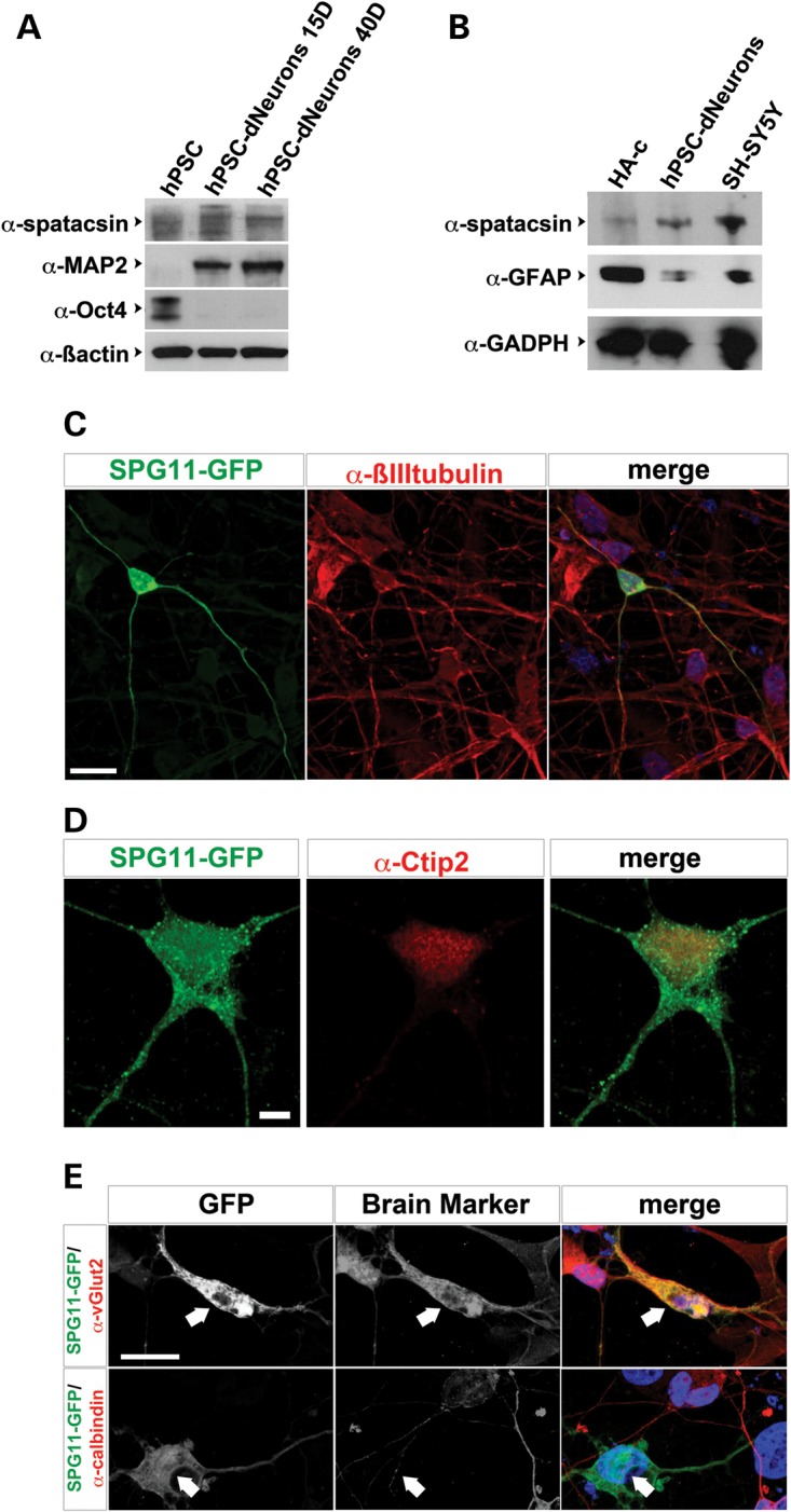 Figure 1.