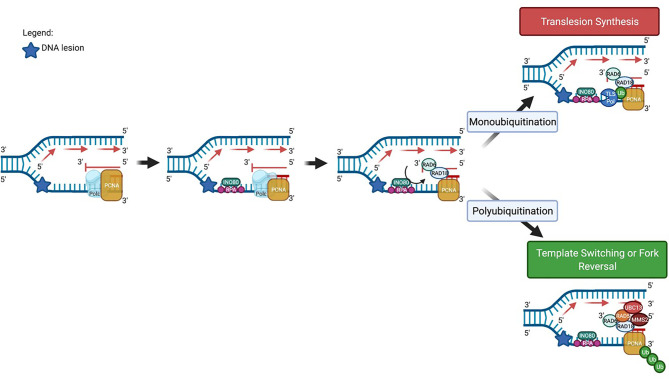 Figure 2