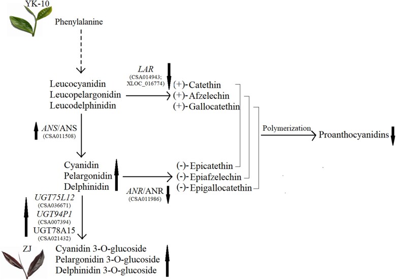 Fig. 7.