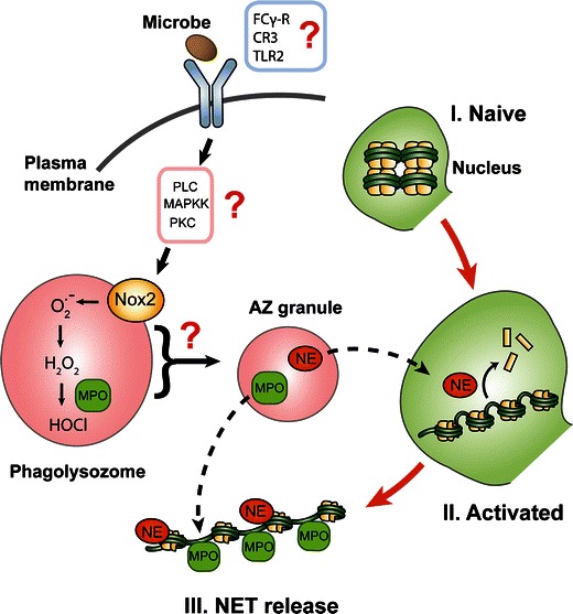 Fig. 2