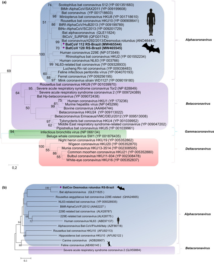 Detection of coronavirus in vampire bats (Desmodus rotundus) in ...