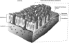 <b>Figure 4.</b>
