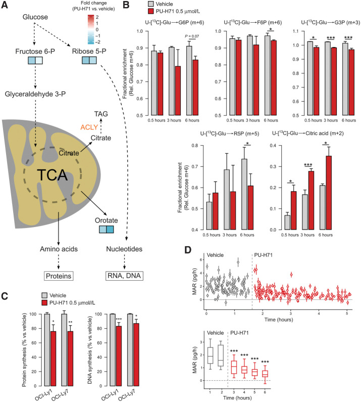 Figure 3. Oncogenic HSP90 inhibition decreases the synthesis of DNA, proteins, and biomass gain. A, Cartoon showing changes in selected metabolites from anabolic mitochondrial and pentose phosphate pathways and their metabolic fate in OCI-Ly1 and OCI-Ly7 cells. B, Glucose carbon tracing in OCI-Ly1 cells treated with vehicle or the oncogenic HSP90 inhibitor PU-H71 for 30 minutes, 3 hours, and 6 hours. The primary glucose-derived isotope for each metabolite is shown as relative to glucose m+6. The metabolite is indicated on top as glucose 6-phosphate (G6P), fructose 6-phosphate (F6P), glyceraldehyde 3-phosphate (G3P), ribose 5-phosphate (R5P), and citrate. C, Left, detection of newly synthesized protein by the incorporation rate of the amino acid analogue L-homoproparglyglycine in OCI-Ly1 and OCI-Ly7 cells treated with vehicle or PU-H71 0.5 μmol/L for 6 hours. Right, detection of newly synthesized DNA by the incorporation rate of thymidine analogue 5-ethynyl-2′-deoxyuridine in OCI-Ly1 and OCI-Ly7 cells treated with vehicle or PU-H71 0.5 μmol/L for 6 hours. In all panels, error bars are SEM of three independent experiments. D, Real-time assessment at single-cell resolution of cellular MAR in OCI-Ly1 cells treated with vehicle and upon administration of PU-H71 to the same culture. Bottom, mean MAR comparing binned datasets. P values were calculated by t test. *, P < 0.05; **, P < 0.01; ***, P < 0.001.