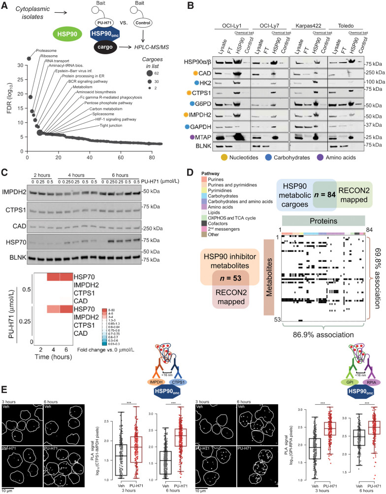 Figure 1. Functional association of the oncogenic HSP90 metabolic interactome and the metabolome in DLBCL. A, Pathways enriched in the oncogenic HSP90 (HSP90onc) interactome from the cytoplasmic fraction of OCI-Ly1 and OCI-Ly7 DLBCL cells. Proteins were identified by HPLC-MS/MS. Pathway enrichment as number of cargoes is indicated by dot size and their relative significance by the adjusted P value as FDR. B, Validation of representative enzymes from the oncogenic HSP90 interactome belonging to the three enriched metabolic pathways (indicated by colored dots) in the DLBCL cell lines OCI-Ly1, OCI-Ly7, Karpas 422, and Toledo. The lanes represent original cytosolic lysates, proteins remaining after oncogenic HSP90 chemical affinity purification (flow-through, FT), oncogenic HSP90 chemical affinity purification (HSP90), and inert chemical affinity purification (control). HSP90 was used as positive control and BLNK was used as non-HSP90-cargo negative control. C, Time course of the abundance of oncogenic HSP90 metabolic interactome components IMPDH2, CTPS1, and CAD upon oncogenic HSP90 inhibition with increasing concentrations of PU-H71 (0.25 and 0.5 μmol/L) or vehicle (0) in OCI-Ly1 cells. HSP70 was used as molecular readout of effective HSP90 inhibition and BLNK as a non-HSP90-cargo negative control. Densitometry of blots are shown at the bottom as color-coded fold changes over vehicle control. D, Association of the oncogenic HSP90 metabolic interactome mapped to RECON (n = 84) with the differentially expressed metabolites upon PU-H71 treatment mapped to RECON (n = 53). Proteins are ordered and color-coded by pathways. Matched protein-metabolite pairs are shown as black rectangles in the association plot. E, Representative images of IMPDH2-CTPS1 and GPI-RPIA endogenous complexes in OCI-Ly1 DLBCL cells exposed to vehicle (Veh) or PU-H71 for 3 and 6 hours. Bar, 10 μm. Quantifications of the PLA signal are shown next to images, with each dot belonging to a single-cell measurement. P values were calculated by t test. ***, P < 0.001.