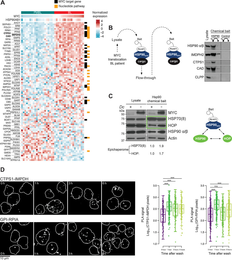 Figure 6. MYC activation in lymphoma cells induces the oncogenic HSP90 conformation to sustain metabolic complexes. A, Transcript expression heatmap of MYC, HSP90 (HSP90AB1), and HSP90 metabolic interactome components in MYC-dependent BLs and MYC-independent PMBLs. Canonical MYC target genes are marked with black rectangles and genes from the nucleotide's pathway with yellow rectangles. B, Majority of oncogenic HSP90 metabolic interactome components IMPDH2, CTPS1, and CAD are bound to oncogenic HSP90 in a BL patient sample presenting MYC translocation. HSP90 was used as positive control and CLPP as negative control. Chemically inert beads were used as control beads. C, Abundance of the oncogenic HSP90 conformation (higher-order interaction of HSP90 and HSP70 through HOP) in P493–6 BL cells according to MYC induction. Total protein abundance in cells (lysate) and the fraction corresponding to the oncogenic HSP90 conformation purified with PU-H71-beads in P493–6 cells in low MYC and upon its induction by doxycycline (Dc) withdrawal (6 hours). The quantification at the bottom indicates the abundance of the HSP70- and HOP-containing epichaperome complexes (denoted by a green square) normalized to the MYC-low (Dc+) state. D, Representative imaging of IMPDH2-CTPS1 (top) and GPI-RPIA (bottom) endogenous complexes in P493–6 BL cells in lower MYC (0 hours, Dc+) and higher MYC conditions (1, 3, and 6 hours after Dc withdrawal). Bar, 10 μm. Quantification of the IMPDH2-CTPS1 and GPI-RPIA endogenous complexes in P493–6 BL cells in the conditions described. n.s., not significant; ***, P < 0.001.