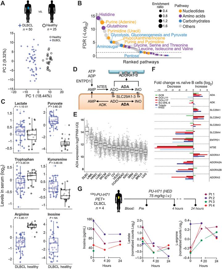 Figure 4. The serum metabolomics of patients with DLBCL reflects a macro- and microenvironment characterized by the presence of purines. A, Principal component analysis of serum exometabolomics of patients with DLBCL (n = 50, blue cross) and age- and gender-matched healthy individuals (n = 25, black circles). B, Metabolic pathways significantly different between patients with DLBLC and healthy individuals. The relative size of the circles indicates enrichment ratio versus healthy. The color coding indicates super-pathway categorization into “amino acids,” “carbohydrates,” “nucleotides,” and “others.” C, Boxplots of immune-related metabolites from the serum exometabolomics analysis from A. Levels are shown normalized as log2. Adjusted P values for the comparison are shown below each metabolite. Inosine was not detected in healthy individuals. D, Inosine pathway indicating metabolites and intra- and extracellular enzymes. E, Expression of ADA in DLBCL versus other tumors included in the TCGA cohort. F, Expression of enzymes and solute transporters involved in the metabolism of inosine in OCI-Ly1, OCI-Ly7, SU-DHL-6, Karpas422, and Toledo DLBCL cell lines and normal GCB normalized to levels in naïve B-cells. Representative experiment shown. G, Levels of inosine, lactate, and arginine in four patients with DLBCL expressing the oncogenic form of HSP90 (as determined by 124I-PU-H71 PET-CT), before and 4 and 24 hours after the administration of one dose of PU-H71 at human-equivalent dose of 75 mg/kg in mice.