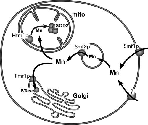 FIG. 1.