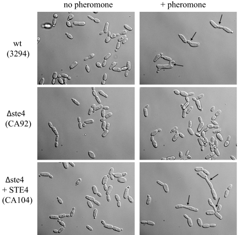 FIG. 4.