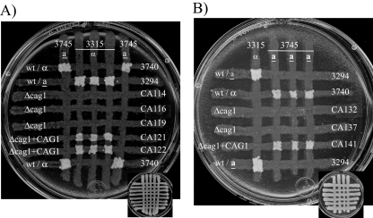 FIG. 1.