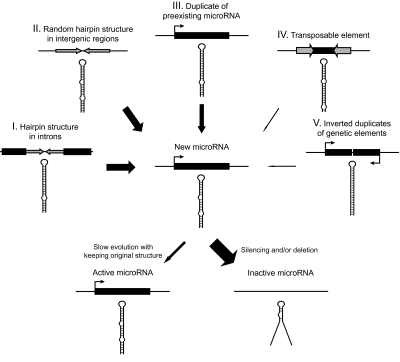 FIG. 6.—