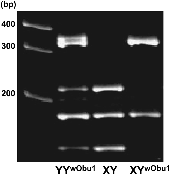 Figure 3.—