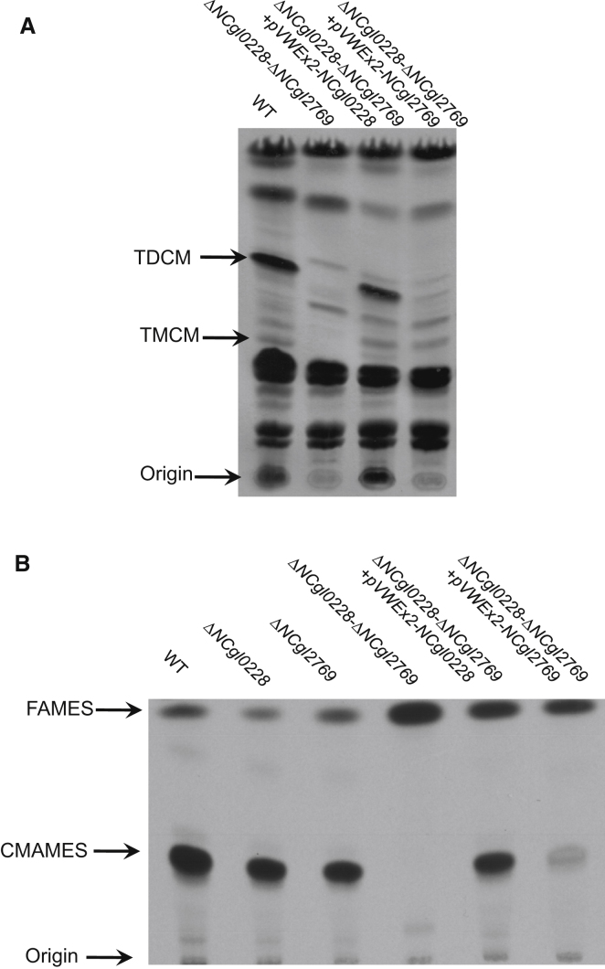 Figure 7