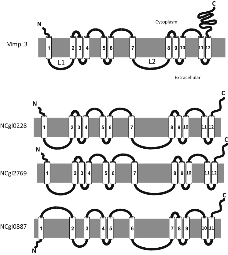 Figure 2