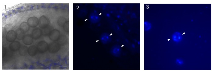 Figure 1—figure supplement 1.