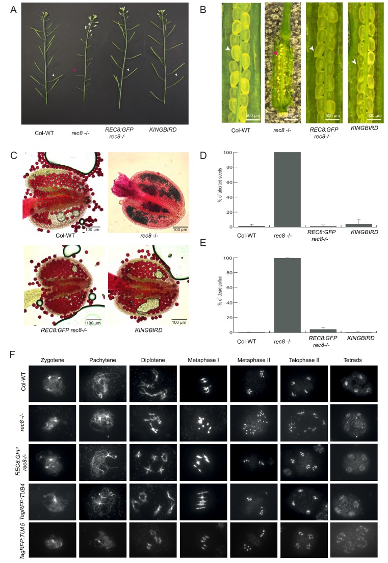 Figure 2—figure supplement 1.