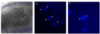 Figure 1—figure supplement 1.