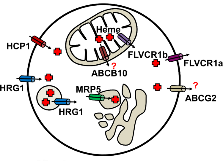 Fig.2