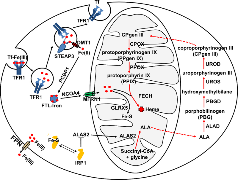 Fig.1