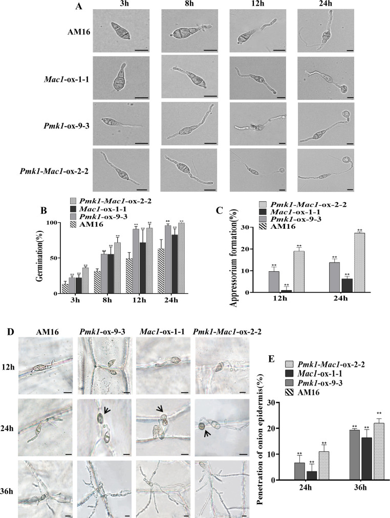 Figure 4