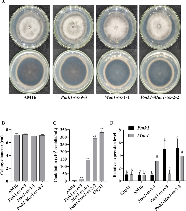 Figure 3