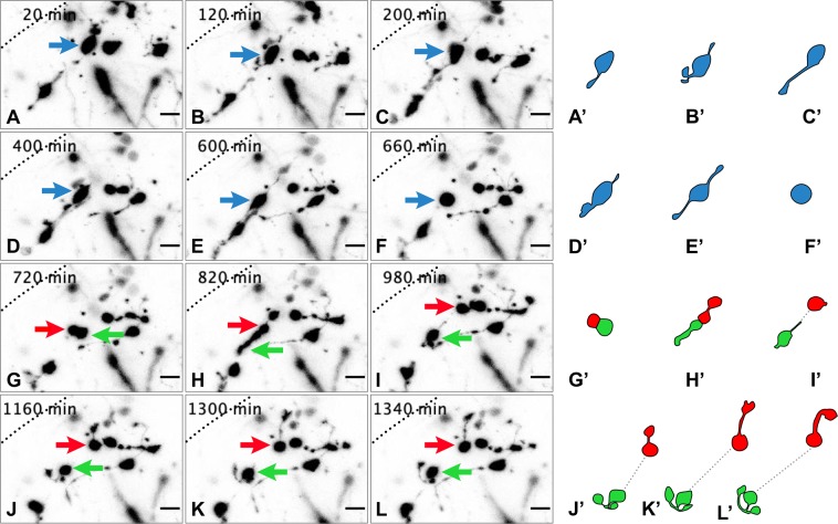 Figure 4