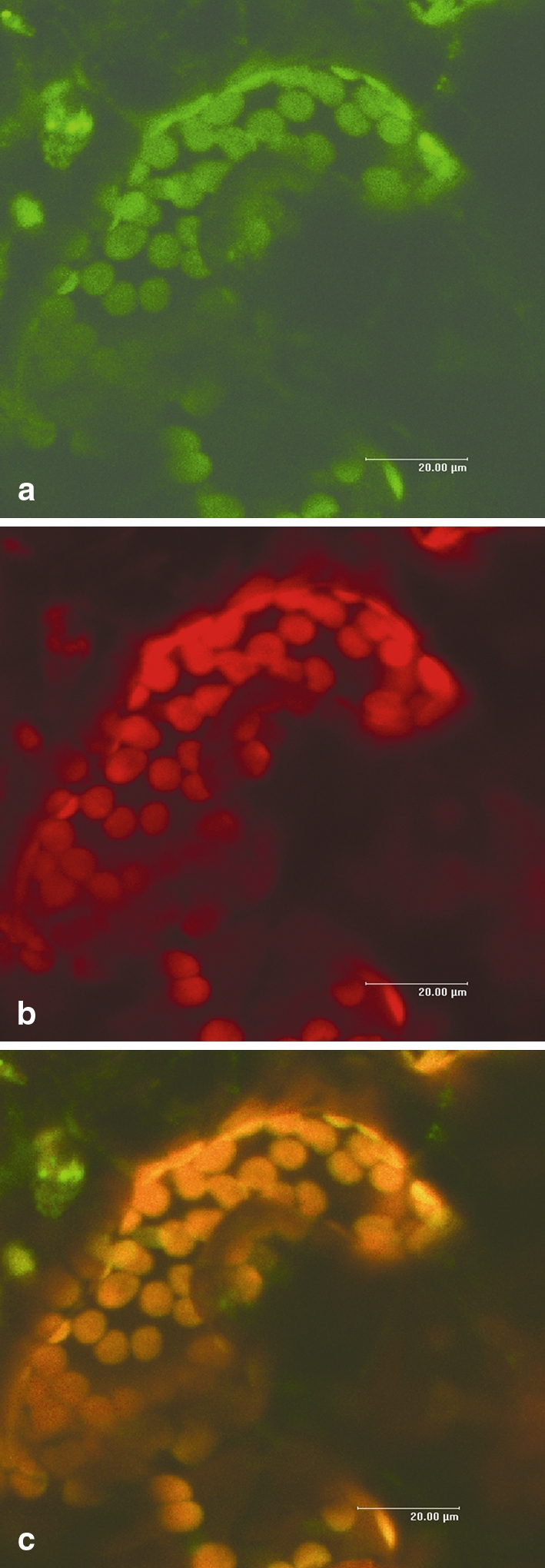 Fig. 2