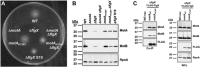 FIG 6