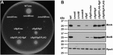 FIG 1